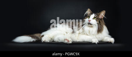 Handsome black tabby with white Norwegian Forest cat laying side ways looking up, isolated on black background Stock Photo