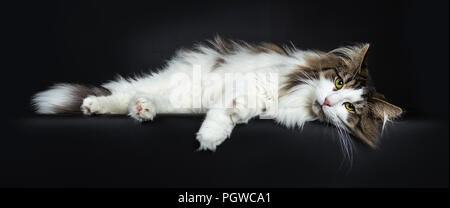 Handsome lazy black tabby with white Norwegian Forest cat laying side ways with head on surface looking straight at lens, isolated on black background Stock Photo