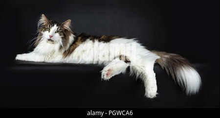Handsome black tabby with white Norwegian Forest cat laying side ways looking straight in lens over shoulder, isolated on black background Stock Photo