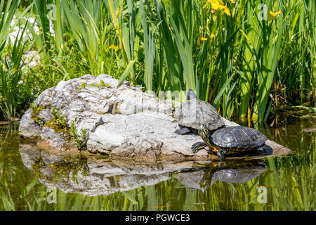 Two turtles basking on a rock Stock Photo