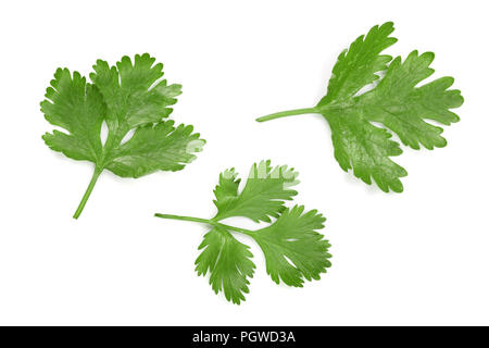 cilantro or coriander leaves isolated on white background. Top view. Flat lay pattern Stock Photo