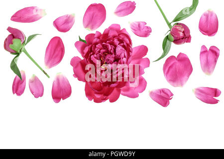 pink peony flower isolated on white background with copy space for your text. Top view. Flat lay pattern Stock Photo
