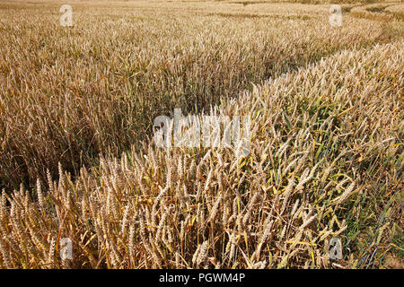 Wheat (Triticum aestivum), wheat field, Germany Stock Photo