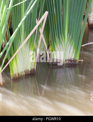Common Cattail reed leaf base, aka reedmace, bulrush,  (Typha latifolia) - California USA Stock Photo
