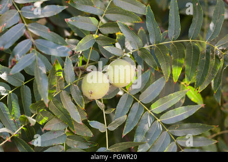 California black walnut, aka California walnut, Southern California black walnut (Juglans californica) - Central California USA Stock Photo