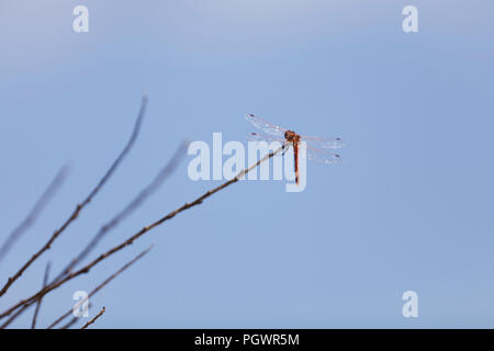 Dragonfly sitting on branch - USA Stock Photo