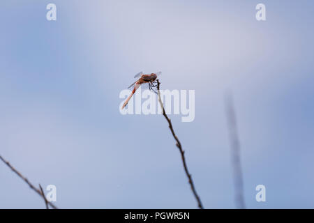 Dragonfly sitting on branch - USA Stock Photo