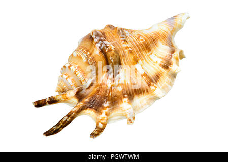 Seashell isolated on a white background. Stock Photo