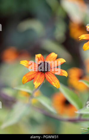 Rudbeckia Triloba 'Prairie glow’ flowers. Prairie Glow Brown-Eyed Susan. Coneflower Stock Photo