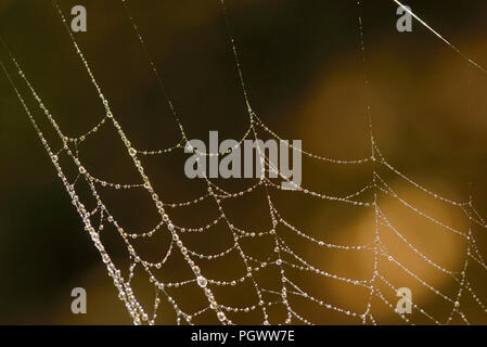 Macro Spider web with dew drops in forest Stock Photo