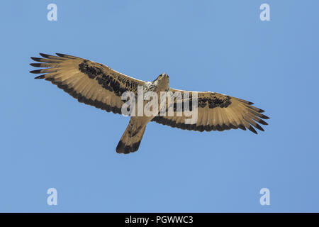African Hawk-eagle Stock Photo