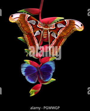 Atlas moth or Attacus atlas and butterfly Asterope leprieuri or the blue glory on flower heliconia rostrate or bird of paradise or hanging lobster cla Stock Photo
