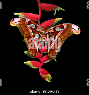 Atlas moth — butterfly Attacus atlas on flower heliconia rostrate or bird of paradise or hanging lobster claw isolated on black background Stock Photo