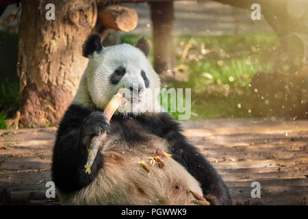 Giant panda bear in China Stock Photo