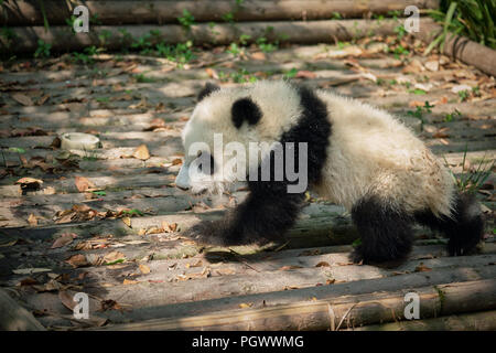 Giant panda bear in China Stock Photo