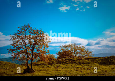 Panorámica de arboles con cielo azul y tonos verdes y marrones. Stock Photo
