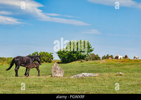 Wild ponies grazing on Bodmin Moor at The Hurlers stone circlre near Minions, the highest village in Cornwall,  with mare feeding foal, Cornwall, UK. Stock Photo