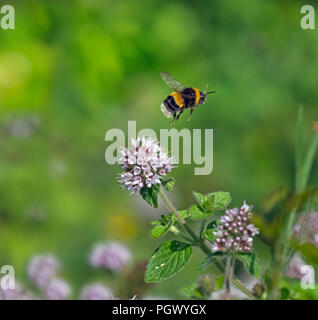 Garden Bumblebee Bombus hortorum feeding on Knapweed summer Stock Photo