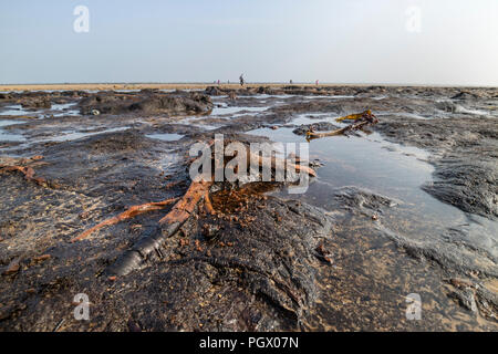 Fallen Trees and Stumps From an Ancient Forest Thought to be Over 7,000 year Old, Uncovered by Storm Emma in March 2018 on Redcar Beach, Cleveland, UK Stock Photo