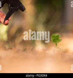 Watering a young sapling with water spray bottle Stock Photo