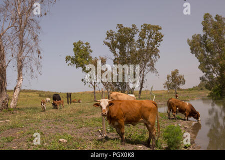 free grazing cattle in a nature park. Cattle grazing helps prevent the spread of wild fires as there is less burning material on the forest ground Stock Photo