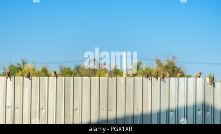 several sparrows sitting on a metal fence at sunset against the blue sky Stock Photo