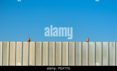 two sparrows sitting on a metal fence at sunset against the blue sky Stock Photo