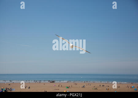 seagull flying over Woolacombe Beach on a beautiful sunny day, north Devon, UK Stock Photo