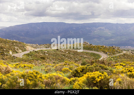 group of Cytisus oromediterraneus flowering bushes with their yellow flowers on top of a mountain slope on a cloudy day Stock Photo