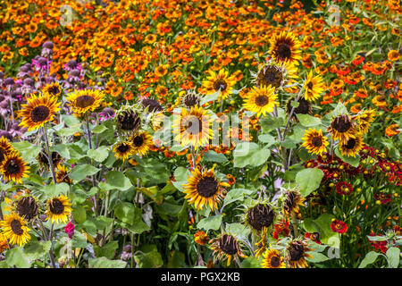 Mixed border summer flower bed, sunflowers garden mixed Helianthus annuus, Helenium Sneezeweed herbaceous perennials and annuals plants Flowerbed Stock Photo