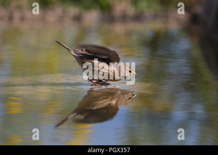 Linnet (Carduelis cannabina) female drinking at a watering place. Stock Photo