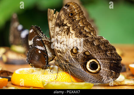 Close-up of a Giant Owl Butterfly (Caligo memnon) 115-150mm, eating fruits / Butterfly Gardens Tropical Rainforest, Victoria BC, Canada Stock Photo