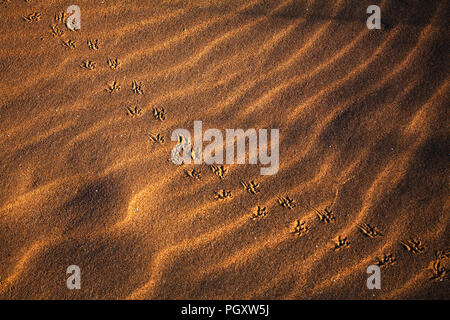 Tracks of a bird hopping across dry sand at Talacre on the North Wales coast Stock Photo