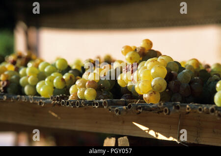 Grapes on the sun for to do Aleatico Stock Photo