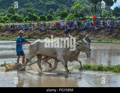 Chau Doc, Vietnam - Sep 3, 2017. Cows (ox) racing on rice field in Chau Doc, Vietnam. The ox racing in Chau Doc has an age old tradition. Stock Photo