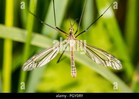 Tipula oleracea, big insect from the dipteran family, similar to a mosquito Stock Photo