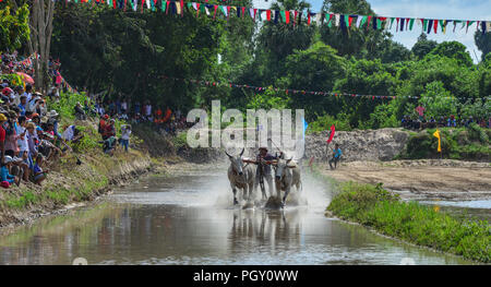Chau Doc, Vietnam - Sep 3, 2017. Cows (ox) racing on rice field in Chau Doc, Vietnam. The ox racing in Chau Doc has an age old tradition. Stock Photo