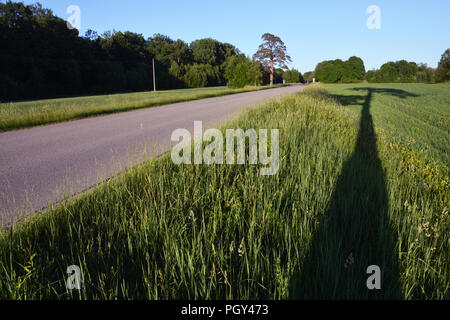 Summer time coutryside asphalt road and evening tree shadow on grass Stock Photo