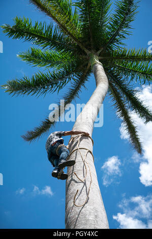 Adult male climbs tall coconut tree with rope to get coco nuts. Harvesting and farmer work in caribbean countries Stock Photo