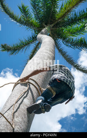 Adult male climbs tall coconut tree with rope to get coco nuts. Harvesting and farmer work in caribbean countries Stock Photo