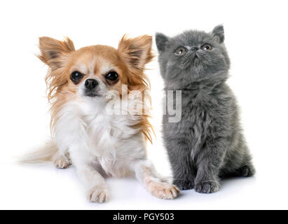 kitten exotic shorthair and chihuahua in front of white background Stock Photo