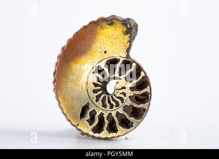 Fossil pyritized ammonite, Ordovician Period, Ryajan, Russia Stock Photo
