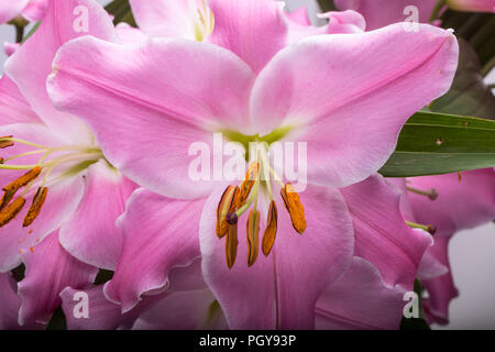 Lily♡　 Zephyranthes atamasco Rain Lily Easter Lily - Mail Order Natives