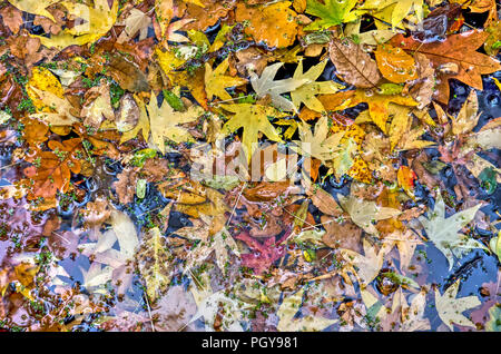 Fallen autumn leaves from various kinds of trees, forming a colorful collage in a pond in a park in autumn Stock Photo