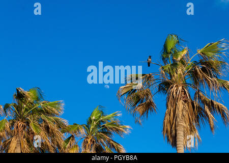 Lighthouse of Alexandria and thr Montaza Palace Stock Photo