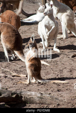 Young grey kangaroo standing in front of a group of red, grey and white kangaroos Stock Photo