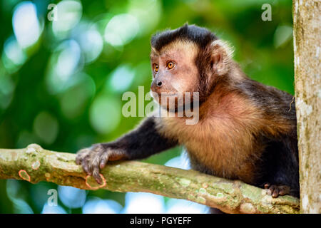 Black capuchin monkey on the trees of the Brazilian rain forest Stock Photo