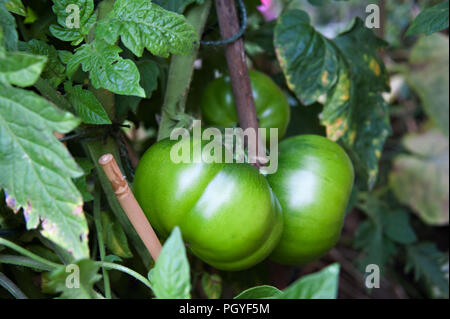 Very large beef tomatoes growing in an english garden in Rotherham, South Yorkshire UK Stock Photo