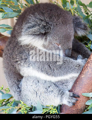 Koala, Phascolarctos cinereus, clinging on to a tree Stock Photo