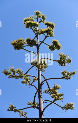 Agave flower - Vilamoura - Algarve - Portugal Stock Photo